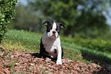 BOSTON TERRIER 157